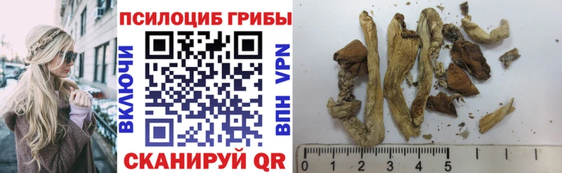 Псилоцибиновые грибы Psilocybine cubensis  Ессентукская 
